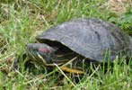 tortue de Floride (t 2004)